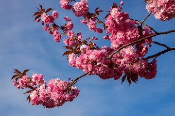 Japanische Blütenkirsche Frühling Rosarot