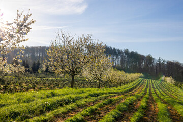 Kirschbaum Obstplantage Tannenkultur Frühling