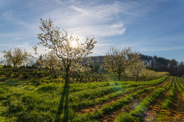 Kirschbaum Obstplantage Frühling Sonnenstrahlen