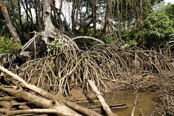A view of the forest while cruising down the Sungai Brunei River, near Bandar Seri Begawan, the capital of the Sultanate of Brunei Darussalam. Borneo island. Asia.