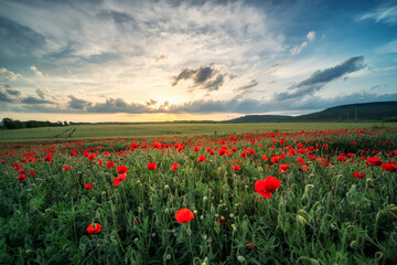 Picturesque poppy field and sky with beautiful clouds at sunset