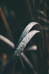 Vertical selective focus shot of tiny raindrops on green grass - beautiful wallpaper