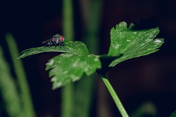 Close-up shot of a fly on a green leaf