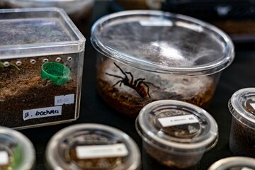 Closeup shot of different animals including a tarantula in plastic containers for sale