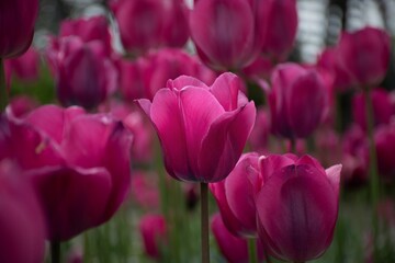 Beautiful view of a purple tulips for background use