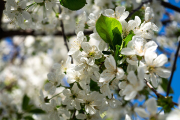 White cherry blossom in sunlight