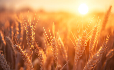 Naklejka premium Golden Harvest: Sunset Over Wheat Fields