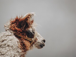 Close-up shot of an alpaca with a gray background