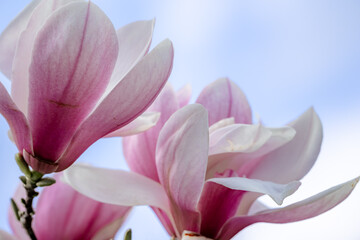 Fototapeta premium Magnolia Sulanjana flowers with petals in the spring season. beautiful pink magnolia flowers in spring, selective focusing.