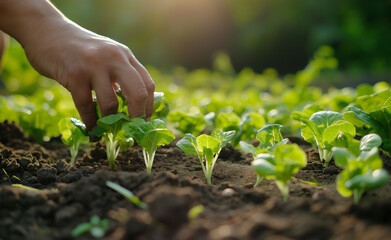 Farmer's Hand Planting Young Lettuce Seedlings in Vegetable - 785167990