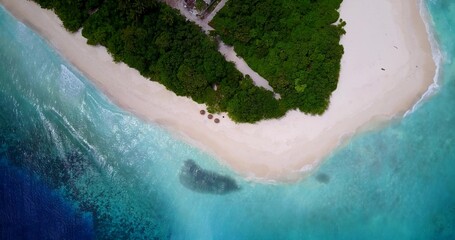 Aerial view of trees on a sandy beach by ocean