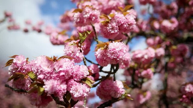 Branch of cherry blossom tree with beautiful pink flowers on a sunny spring day in Parc de Sceaux near Paris, France.