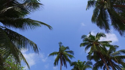 Low angle shot of the tropical palm trees against the blue sky in the Maldives