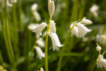 white beautiful flowers of hyacinthoides grow on the field they are similar to bells and lilies of the valley in the spring