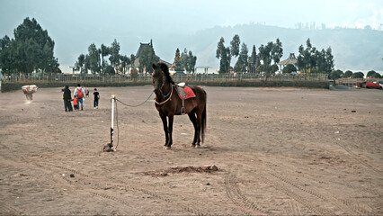 A dark brown horse with a red saddle stands in the middle of the desert, tied on a rope
