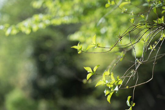 背景に使いやすい爽やかな日本の新緑の葉