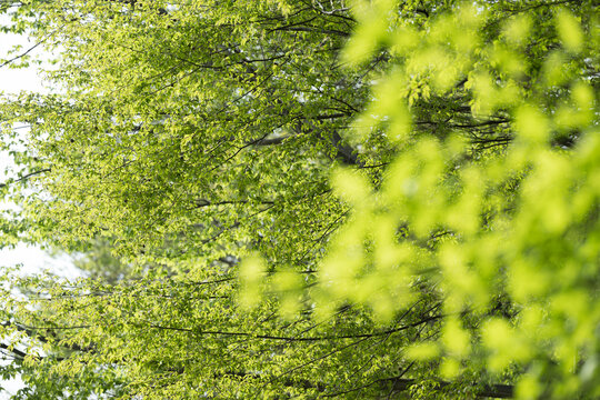 Fresh Japanese fresh green leaves easy to use as background for spring and early summer images