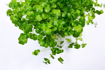 Cilantro in a flowerpot on a white background, top view