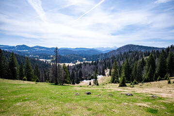 Lush green meadow with pine trees and mountain backdrop under a clear blue sky