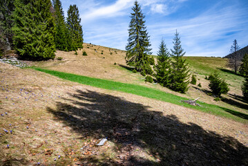 Serene mountain slope with evergreen trees against a clear blue sky