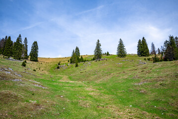 Idyllic view of a lush green alpine meadow with conifer trees under a clear blue sky