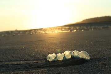 an expanse of jellyfish(Portuguese man of war) stranded on the beach with sunset views