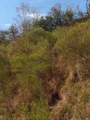Fototapeta premium trees in the forest Trees Clay and stone Mountains Natural plants Forest Old forts Walls Clouds Blue sky Grass Sand Rocks Herbs Fog Winter Dunes