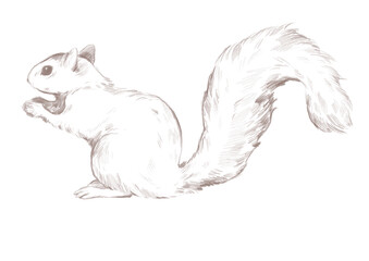 Line art squirrel