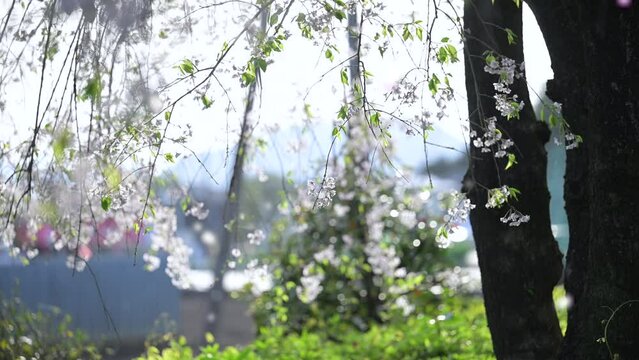 
Images of Spring Travel in Japan Beautiful Cherry Blizzard (Weeping Cherry Blossoms) Background Video