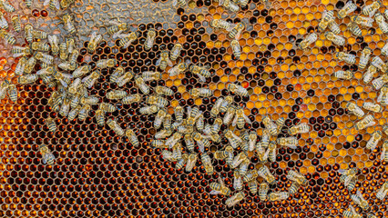 Bees on a wax comb