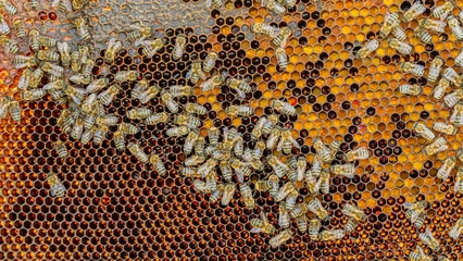 Bees on a wax comb © Baronb