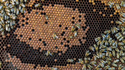 Bees on a wax comb