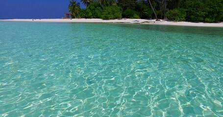 Green trees on a sandy beach by the ocean