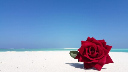 Single red rose on a sandy beach