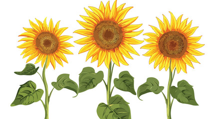 Flat design of sunflowers. Stock vector Flat vector illustration