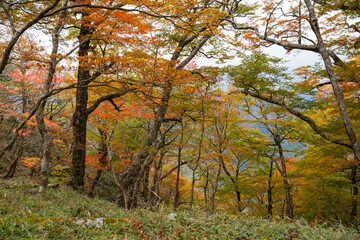紅葉する森を散策する　大台ケ原