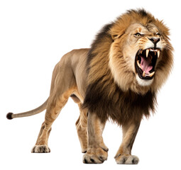 Obraz premium PNG A lion wildlife mammal animal