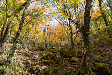紅葉する森を散策する　大台ケ原