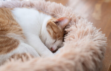 眠る猫　茶トラ白