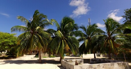 Fototapeta premium Palm trees under a blue sky in Asia