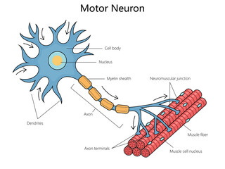 Human anatomy of a motor neuron, including its parts like the axon and dendrites structure diagram hand drawn schematic raster illustration. Medical science educational illustration - 785179920