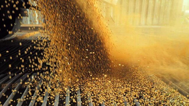 Stream of golden wheat cascading down and passing onto next level of processing. Cereal grains unloading from truck and spilling around at progressive manufactory.