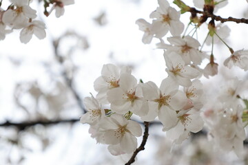 開花した白い桜のソメイヨシノの花