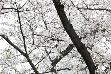 開花した白い桜のソメイヨシノの花
