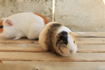 飼育されたモルモットのアップ