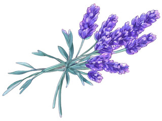 bunch of lavender clipart, lavender on isolate white background, flower clipart, plant clipart, spring clipart, purple clipart