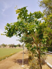 a tree with green leaves and a blue sky in the background