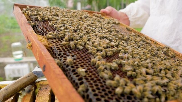 Close up a bee swarm sitting on honeycomb in honey frame in hands of an unrecognizable beekeeper.