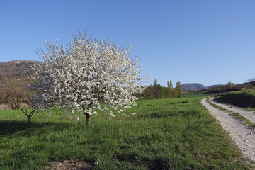 le cerisier en fleurs - 785183704