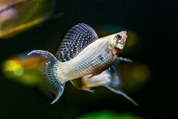 A green beautiful planted tropical freshwater aquarium with fishes.A shoal of Platinum Molly Fishes...